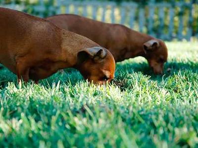 Millions of new solar system objects to be found and 'filmed in technicolor' -- studies predict